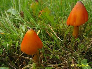 Voskovka kuželovitá - Hygrocybe conica