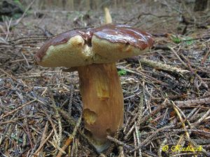 Hřib hnědý - Boletus badius (Fr.) Fr.