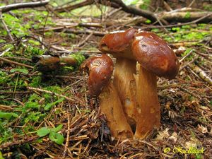 Hřib hnědý - Imleria badia (Fr.) Vizzini