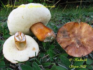 Hřib kaštanový - Gyroporus castaneus (Bull.) Quél.