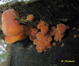 Penízovka sametonohá - Flammulina velutipes (Curtis) Singer 1951