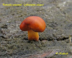 Penízovka sametonohá - Flammulina velutipes (Curtis) Singer 1951