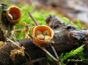 Pohárovka obecná - Crucibulum leave