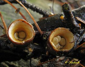 Pohárovka obecná - Crucibulum leave