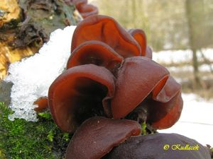 Boltcovitka ucho Jidášovo - Auricularia auricula-judae (Bull.) Quél. 1886