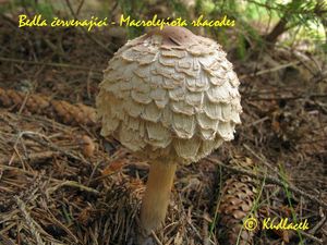 Bedla červenající - Chlorophyllum rachodes (Vittad.) Vellinga 2002