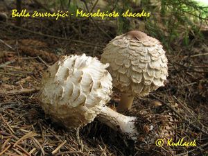 Bedla červenající - Chlorophyllum rachodes (Vittad.) Vellinga 2002