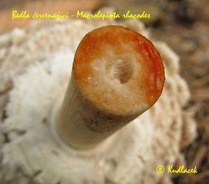 Bedla červenající - Chlorophyllum rachodes (Vittad.) Vellinga 2002