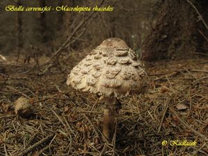 Bedla červenající - Chlorophyllum rachodes (Vittad.) Vellinga 2002