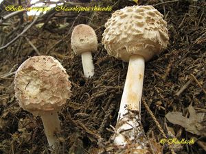 Bedla červenající - Chlorophyllum rachodes (Vittad.) Vellinga 2002