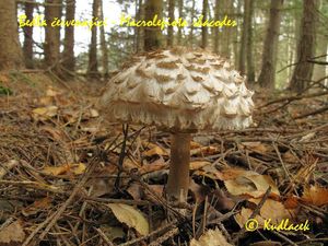 Bedla červenající - Chlorophyllum rachodes (Vittad.) Vellinga 2002