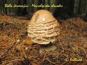 Bedla červenající - Chlorophyllum rachodes (Vittad.) Vellinga 2002