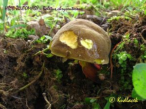 Hřib žlutomasý - Xerocomellus chrysenteron (Bull.) Šutara 2008