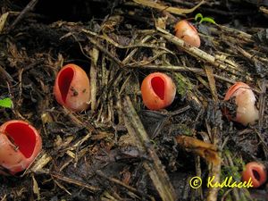 Ohnivec rakouský - Sarcoscypha austriaca