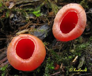 Ohnivec rakouský - Sarcoscypha austriaca