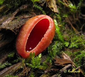 Ohnivec rakouský - Sarcoscypha austriaca