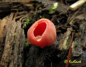 Ohnivec rakouský - Sarcoscypha austriaca