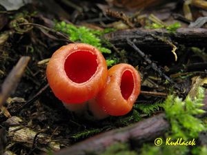 Ohnivec rakouský - Sarcoscypha austriaca (Beck ex Sacc.) Boud. 1907