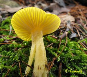 Šťavnatka modřínová - Hygrophorus lucorum