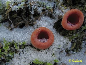 Ohnivec rakouský - Sarcoscypha austriaca