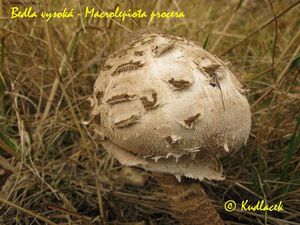 Bedla vysoká - Macrolepiota procera (Scop.) Singer 1948