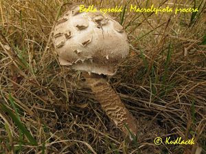 Bedla vysoká - Macrolepiota procera (Scop.) Singer 1948