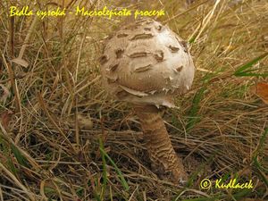 Bedla vysoká - Macrolepiota procera (Scop.) Singer 1948