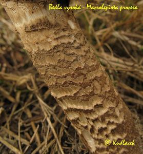 Bedla vysoká - Macrolepiota procera (Scop.) Singer 1948