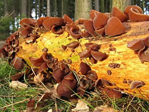 Boltcovitka ucho Jidášovo - Auricularia auricula-judae (Bull.) Quél. 1886