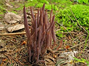 Kyjanka purpurová - Clavaria purpurea