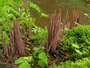 Kyjanka purpurová - Clavaria purpurea