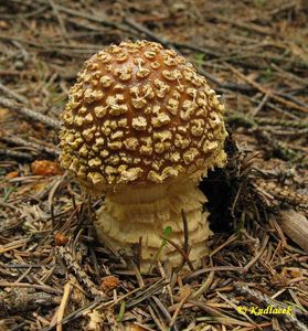 Muchomůrka královská - Amanita regalis