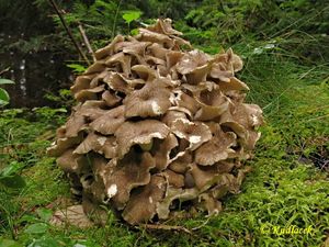 Choroš oříš - Polyporus umbellatus (Pers.) Fr.