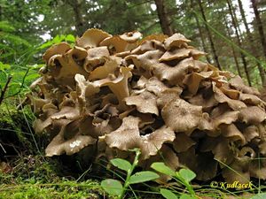 Choroš oříš - Polyporus umbellatus (Pers.) Fr.