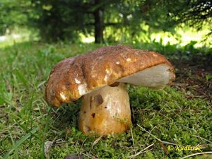 Hřib kaštanový - Gyroporus castaneus (Bull.) Quél.