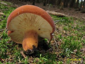 Ryzec syrovinka - Lactarius volemus (Fr.) Fr. 1838