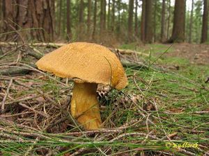 Klouzek strakoš - Suillus variegatus  (Sw.) Richon & Roze 1888