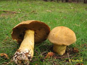 Klouzek strakoš - Suillus variegatus  (Sw.) Richon & Roze 1888