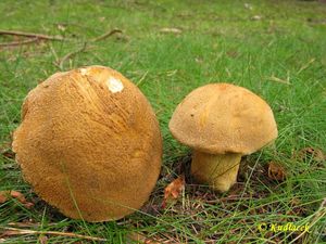 Klouzek strakoš - Suillus variegatus  (Sw.) Richon & Roze 1888