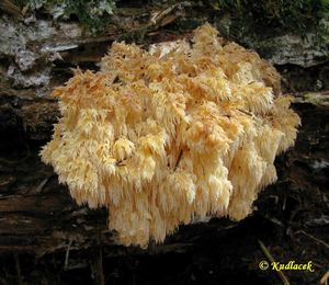 Korálovec bukový - Hericium clathroides (Pall.) Pers. 1797