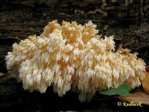 Korálovec bukový - Hericium clathroides (Pall.) Pers. 1797