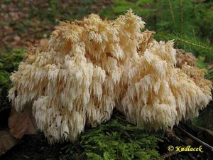 Korálovec bukový - Hericium clathroides (Pall.) Pers. 1797