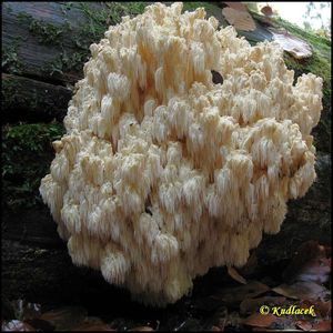 Korálovec jedlový - Hericium alpestre Pers. 1825