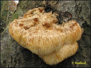 Korálovec ježatý - Hericium erinaceus