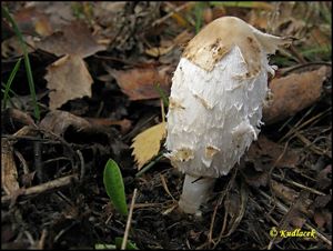 Hnojník obecný - Coprinus comatus (O.F. Müll.) Pers. 1797