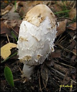 Hnojník obecný - Coprinus comatus (O.F. Müll.) Pers. 1797