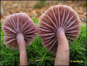 Lakovka ametystová - Laccaria amethystina