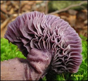 Lakovka ametystová - Laccaria amethystina