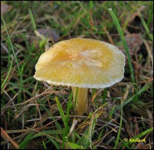 Šťavnatka modřínová - Hygrophorus lucorum