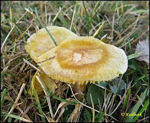 Šťavnatka modřínová - Hygrophorus lucorum